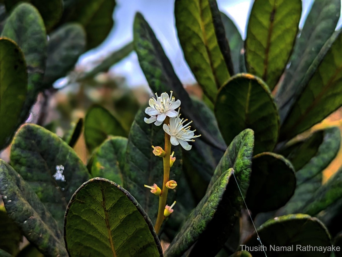 Symplocos cordifolia Thwaites